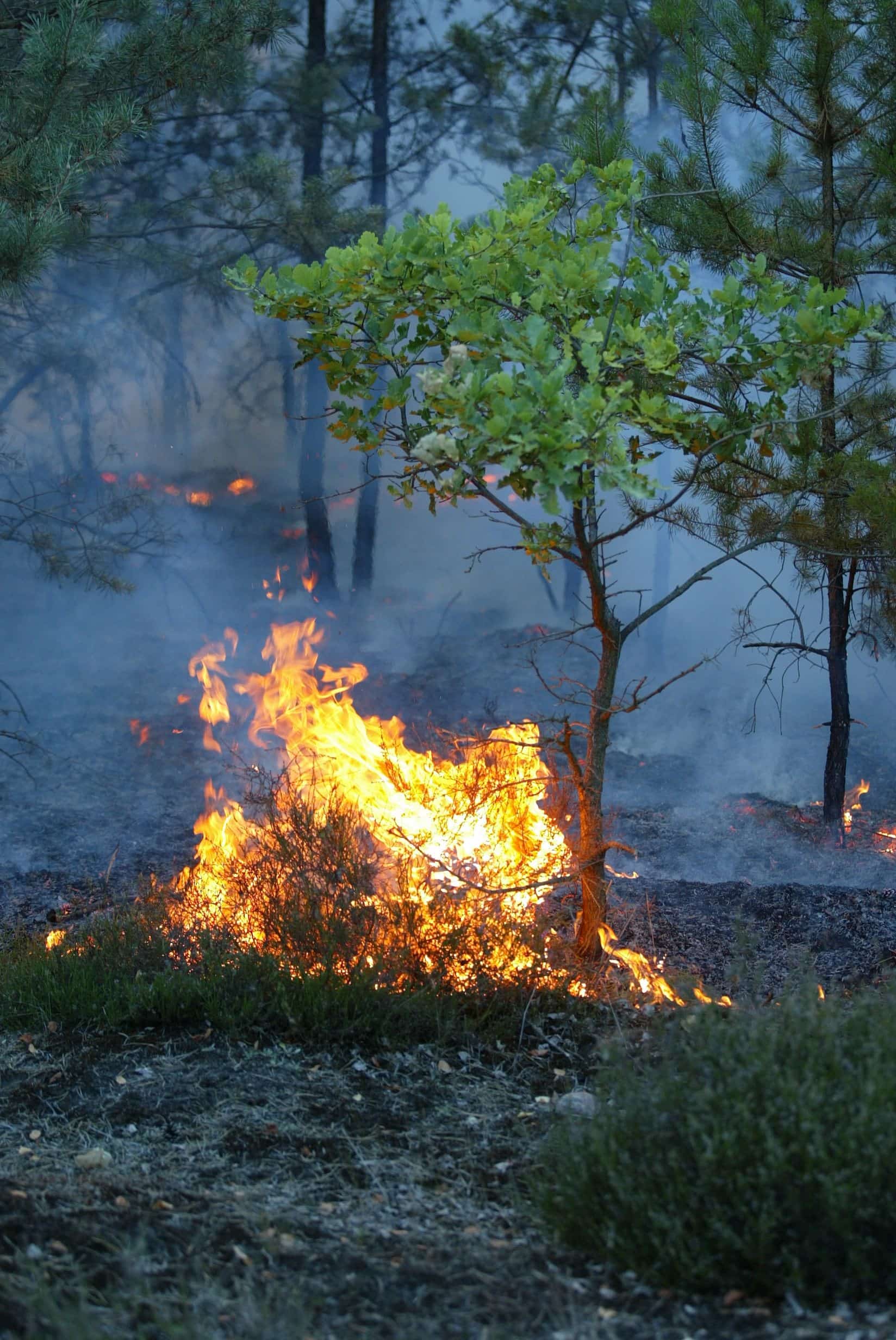 Waldbrand-Bodenfeuer