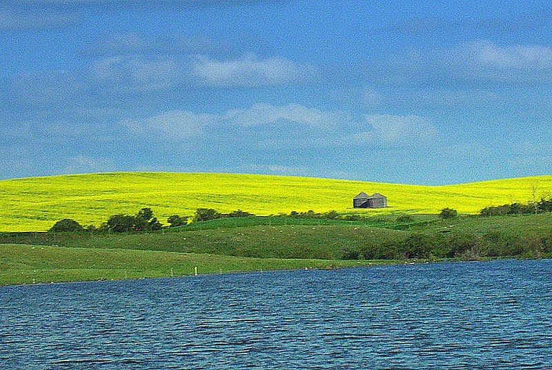 China Trims Canola Tariff but Prairie Farmers Want Compensation