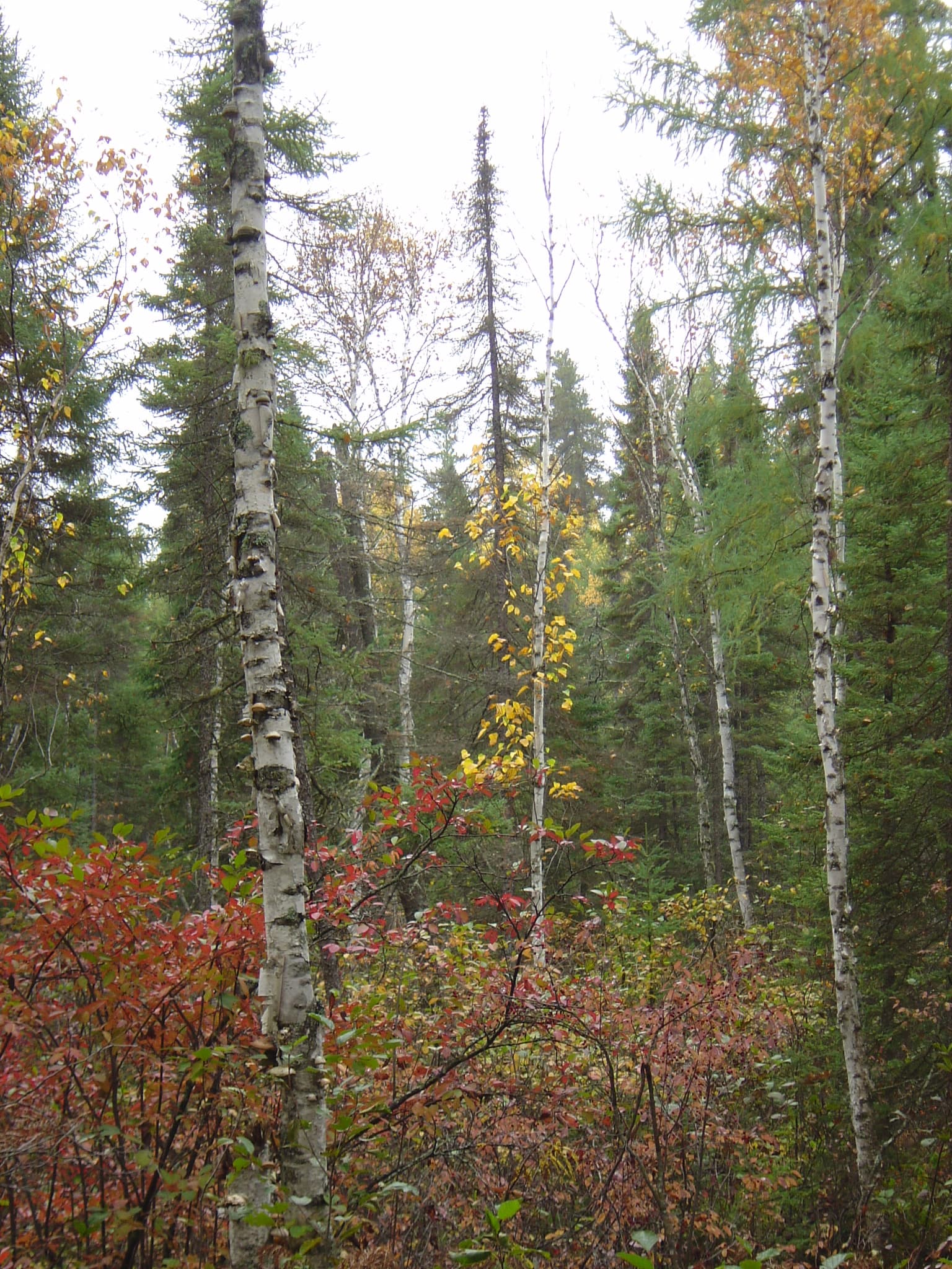 Boreal forest of Canada 03269